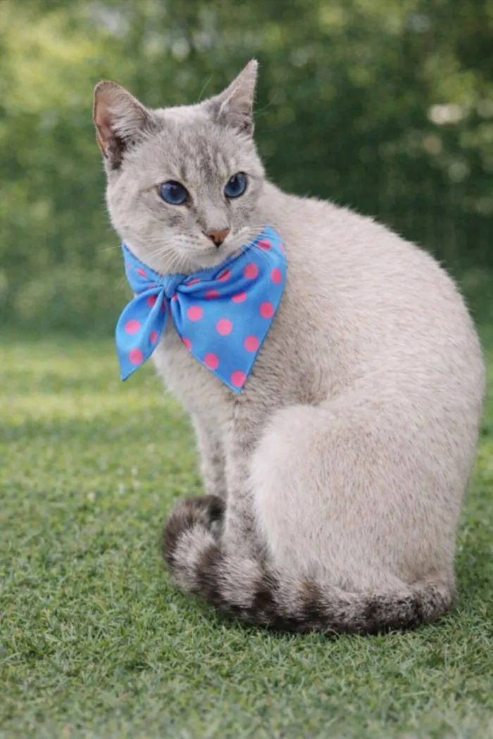 Gato raça Siamês idade 7 a 11 meses nome Dory 