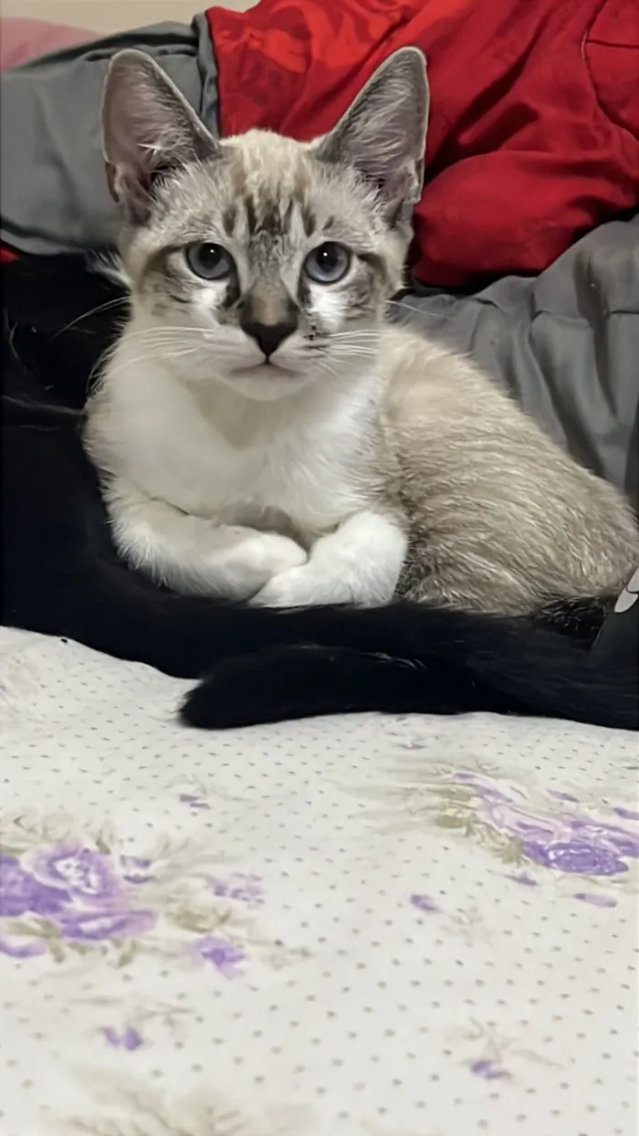 Gato raça SRD-ViraLata idade 1 ano nome Oliver 