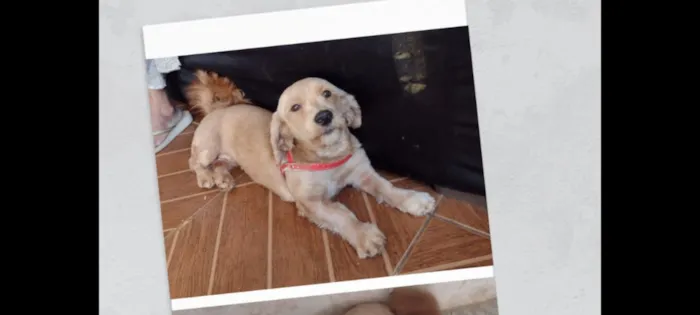 Cachorro raça Shitzu idade 7 a 11 meses nome Sofia 