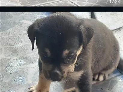 Cachorro raça SRD-ViraLata idade 2 a 6 meses nome cães 