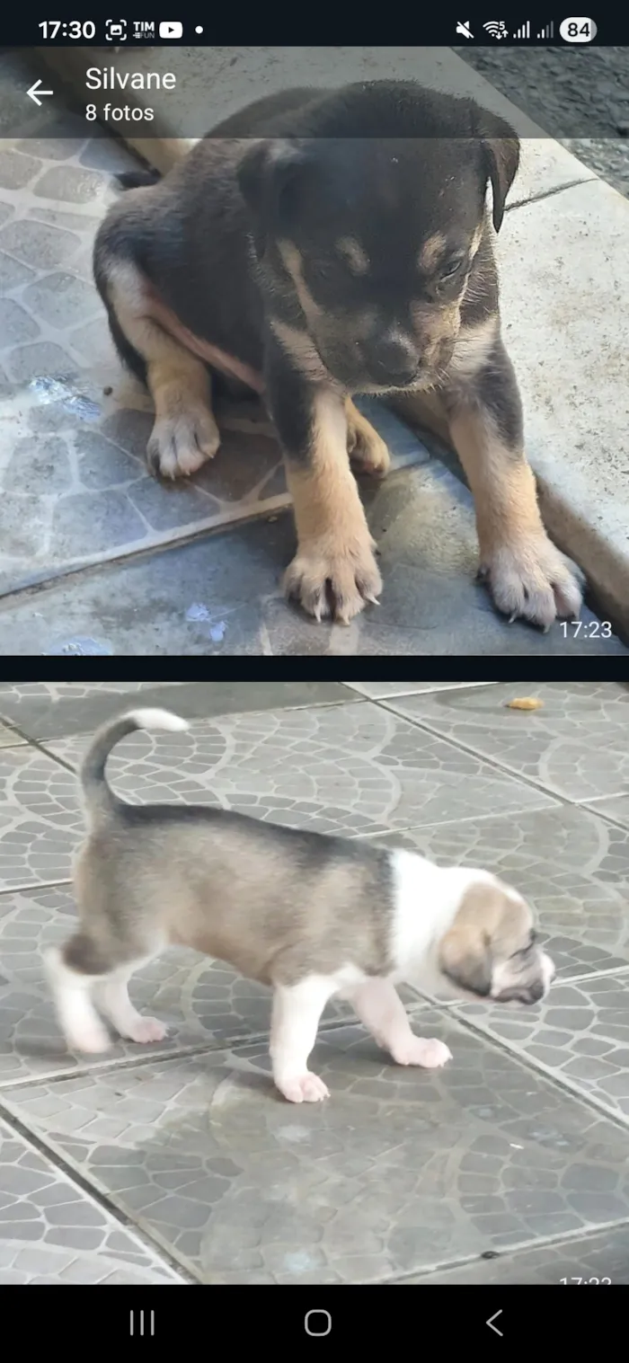 Cachorro raça SRD-ViraLata idade 2 a 6 meses nome cães 