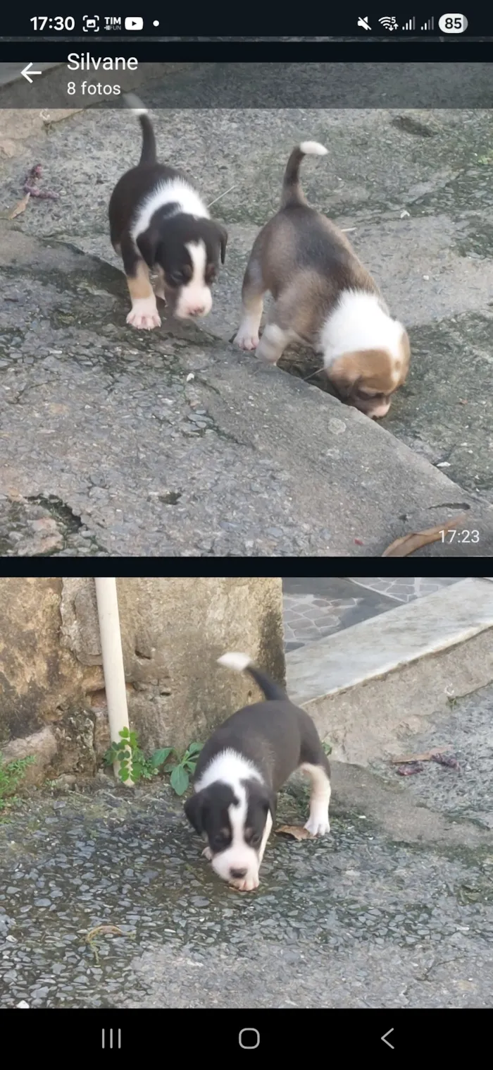 Cachorro raça SRD-ViraLata idade 2 a 6 meses nome cães 