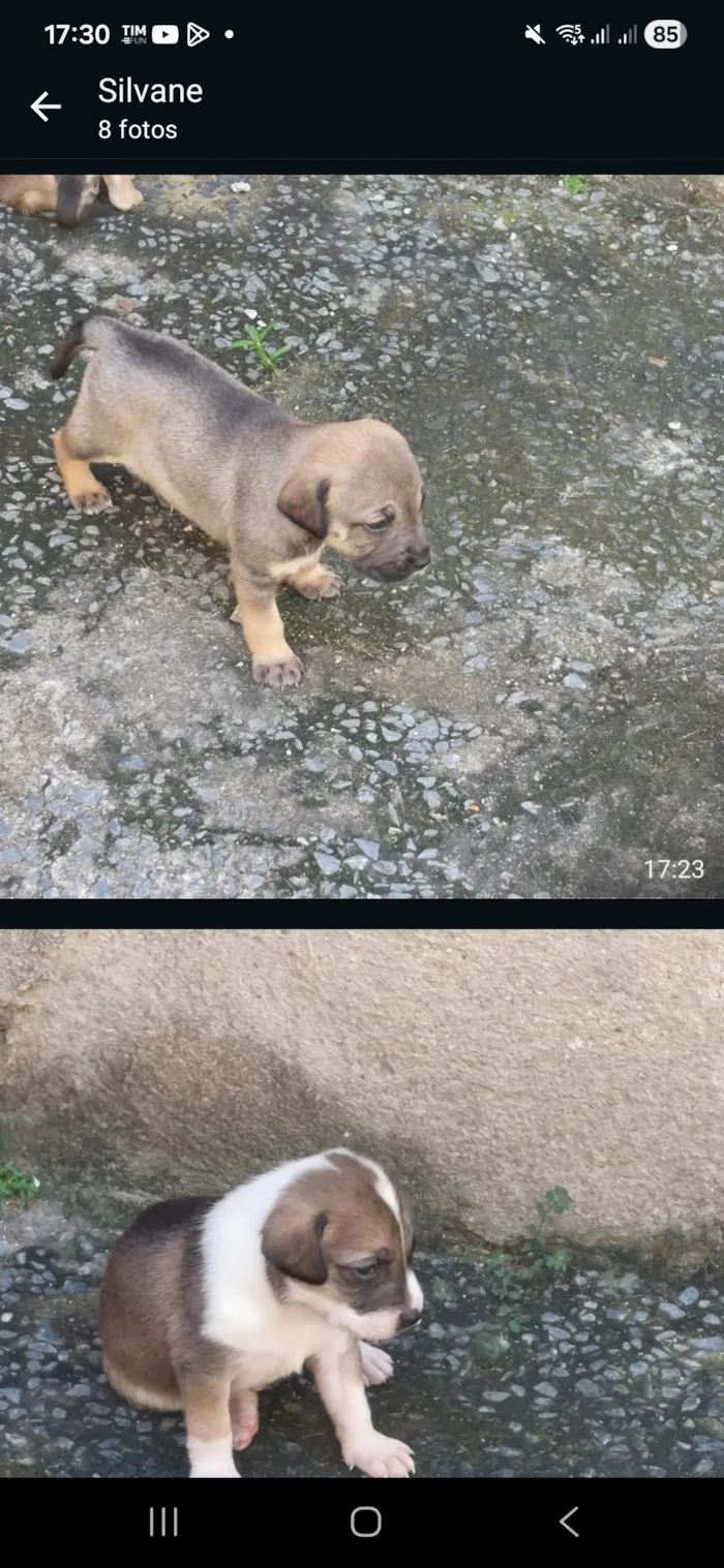 Cachorro raça SRD-ViraLata idade 2 a 6 meses nome cães 