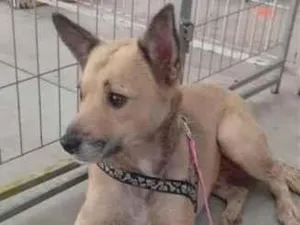 Cachorro raça SRD-ViraLata idade 1 ano nome Toby