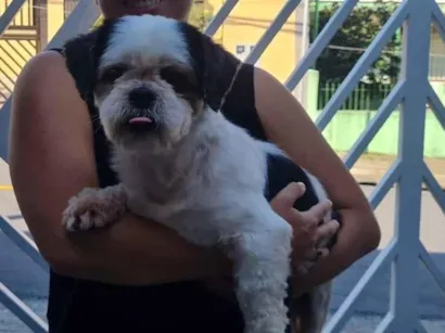 Cachorro raça Shitzu idade 2 anos nome Cheetos