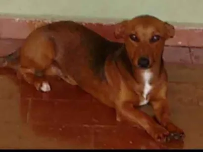 Cachorro raça Basset-Cofap idade 5 anos nome Bob 