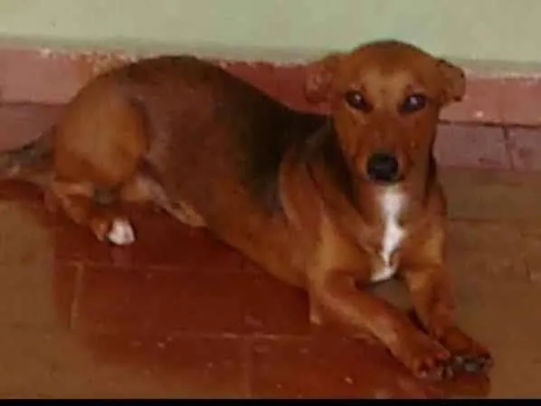 Cachorro raça Basset-Cofap idade 2 a 6 meses nome Bob 