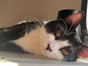 Gato raça SRD-ViraLata idade 1 ano nome Frajola 