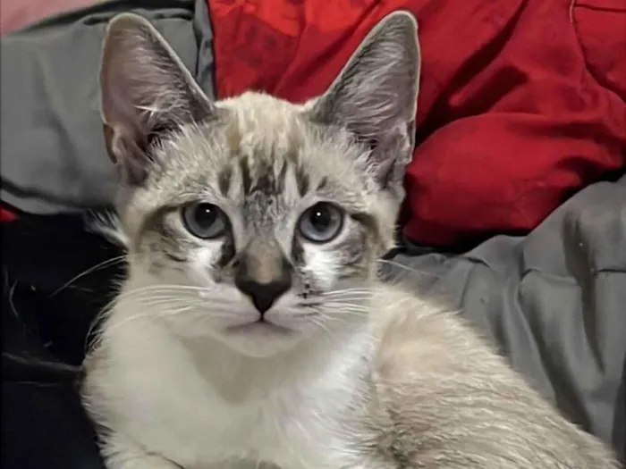 Gato raça SRD-ViraLata idade 1 ano nome Oliver 