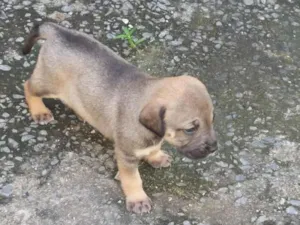 Cachorro raça SRD-ViraLata idade 2 a 6 meses nome cães 