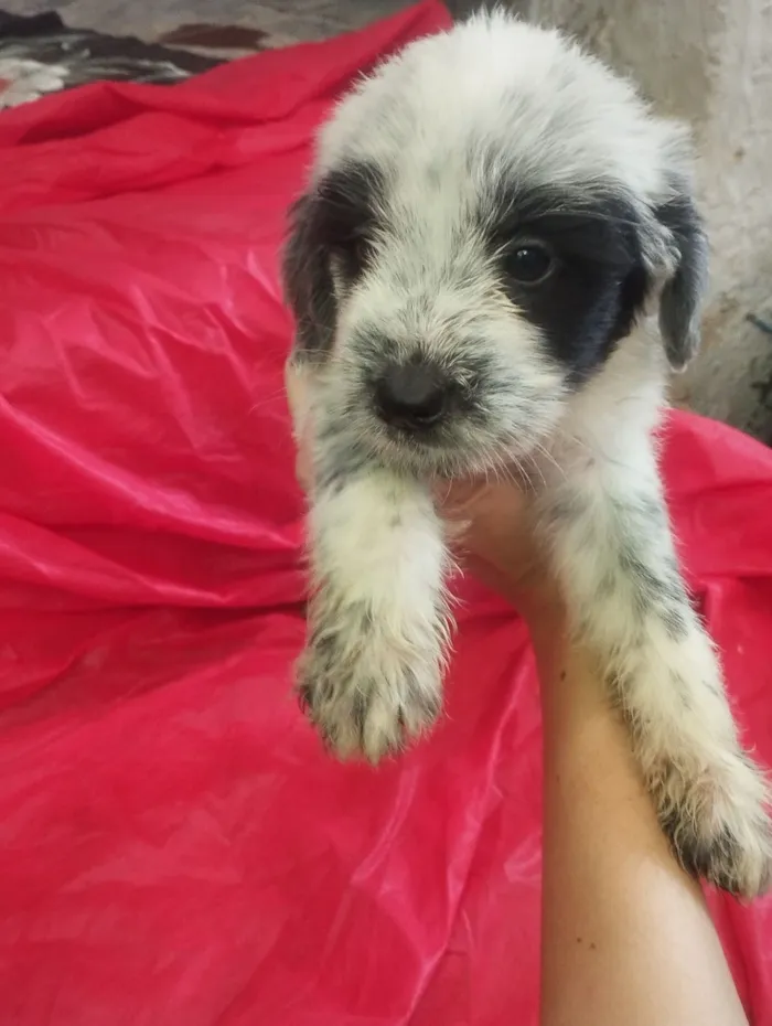 Cachorro raça SRD-ViraLata idade Abaixo de 2 meses nome Maia