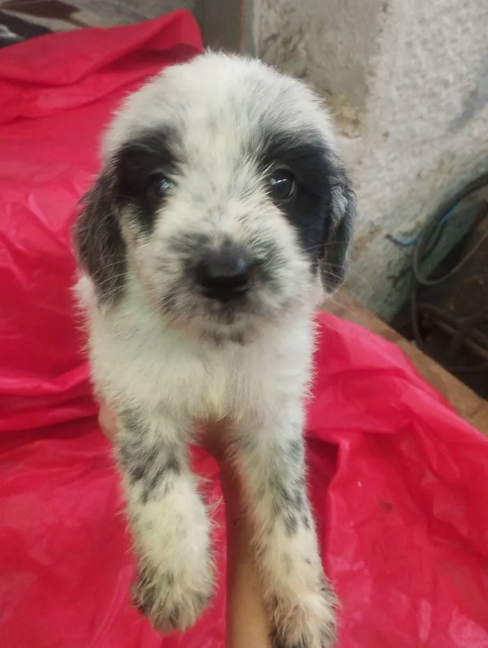 Cachorro raça SRD-ViraLata idade Abaixo de 2 meses nome Maia