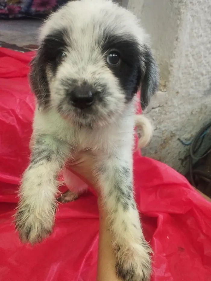 Cachorro raça SRD-ViraLata idade Abaixo de 2 meses nome Maia