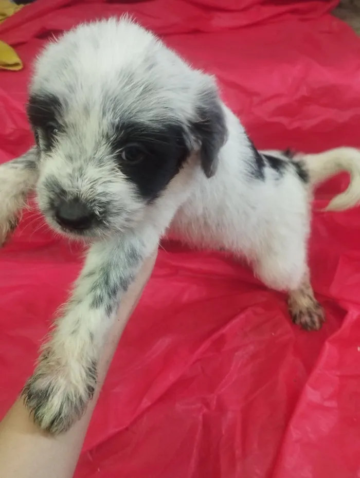 Cachorro raça SRD-ViraLata idade Abaixo de 2 meses nome Maia