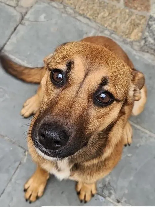 Cachorro raça SRD-ViraLata idade 4 anos nome cacau 