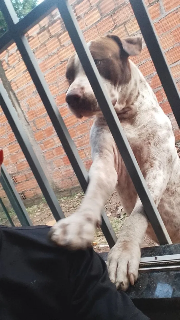 Cachorro raça Pit-Bull idade 1 ano nome Fabio Costa pantoja 