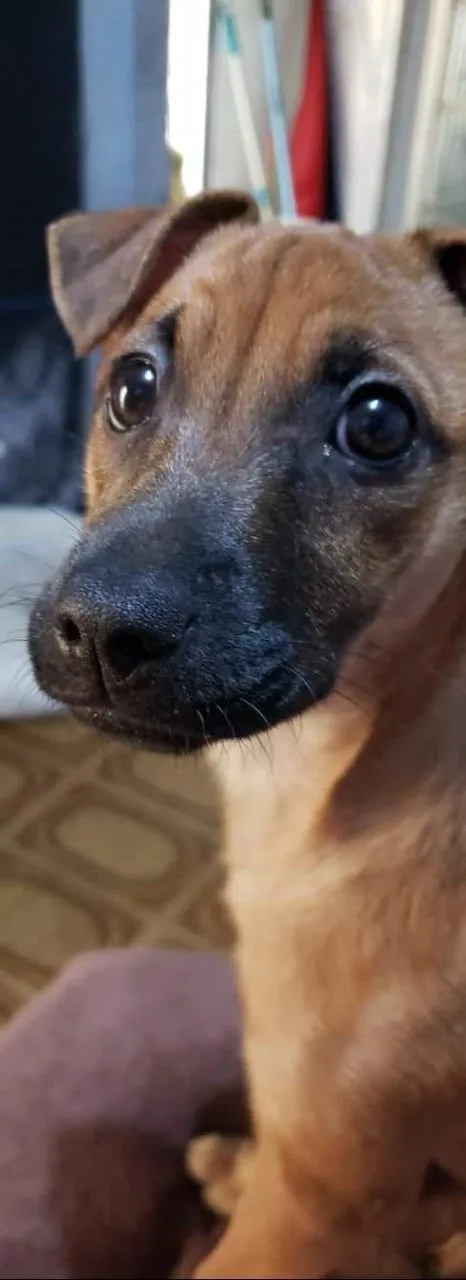 Cachorro raça SRD-ViraLata idade 5 anos nome Paçoca 