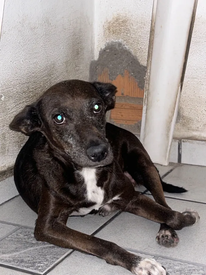 Cachorro raça SRD-ViraLata idade 6 ou mais anos nome PRETINHA 