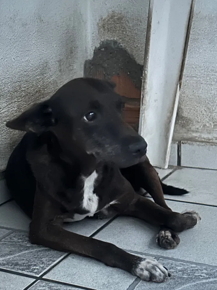 Cachorro raça SRD-ViraLata idade 6 ou mais anos nome PRETINHA 