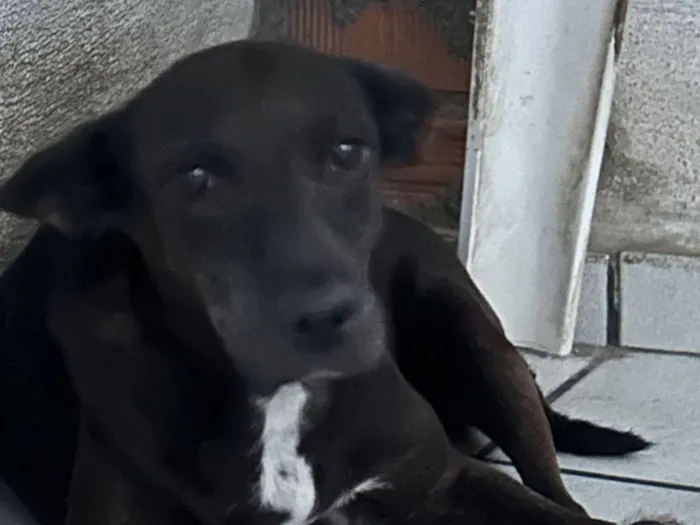 Cachorro raça SRD-ViraLata idade 6 ou mais anos nome PRETINHA 