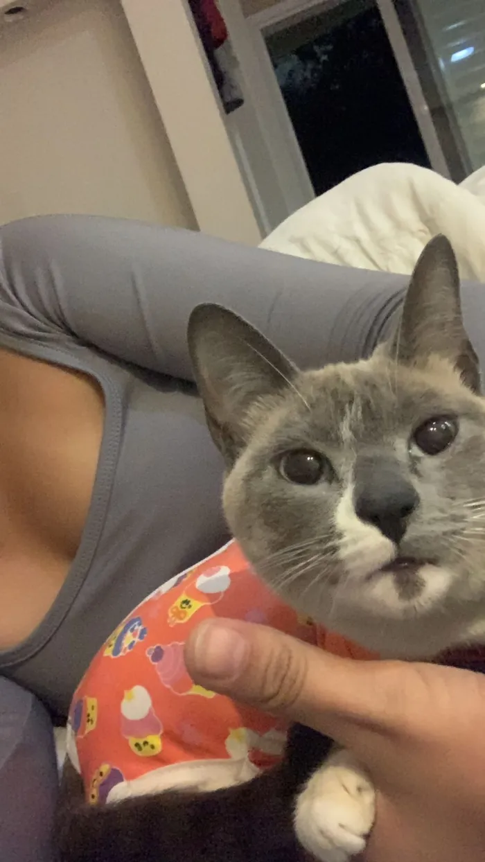 Gato raça SRD-ViraLata idade 3 anos nome Winter