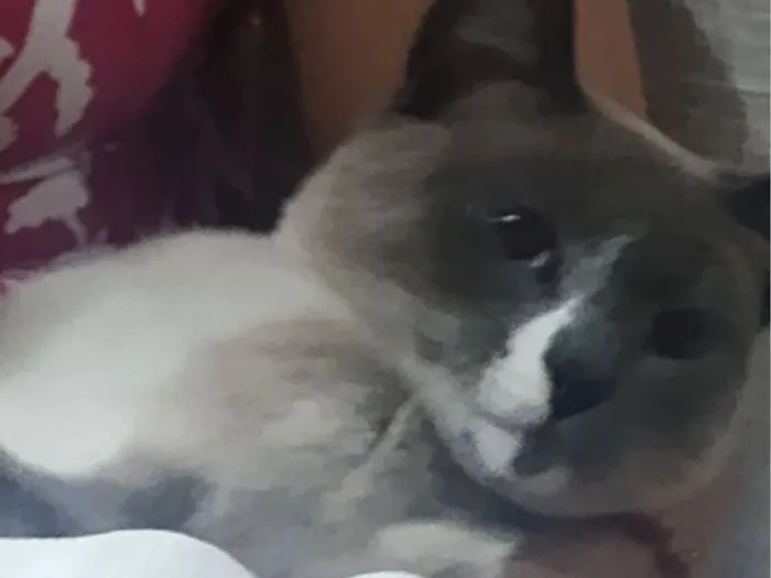 Gato raça SRD-ViraLata idade 3 anos nome Winter