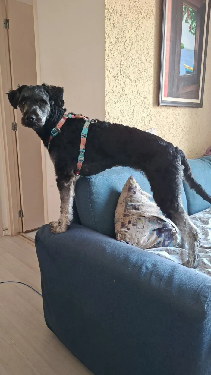 Cachorro raça SRD-ViraLata idade 3 anos nome Lize