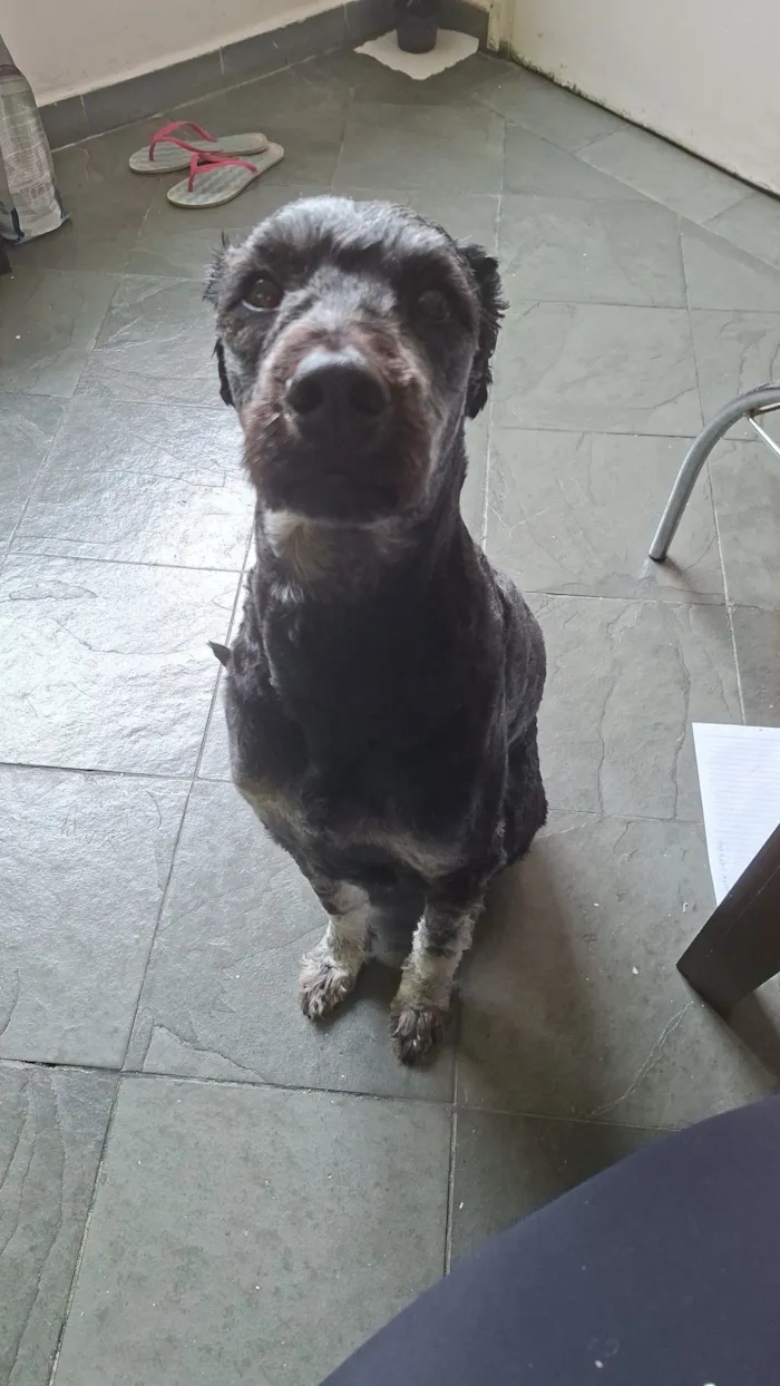 Cachorro raça SRD-ViraLata idade 3 anos nome Lize