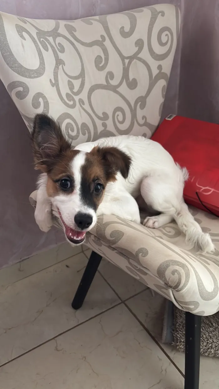 Cachorro raça SRD-ViraLata idade 2 a 6 meses nome Banks 