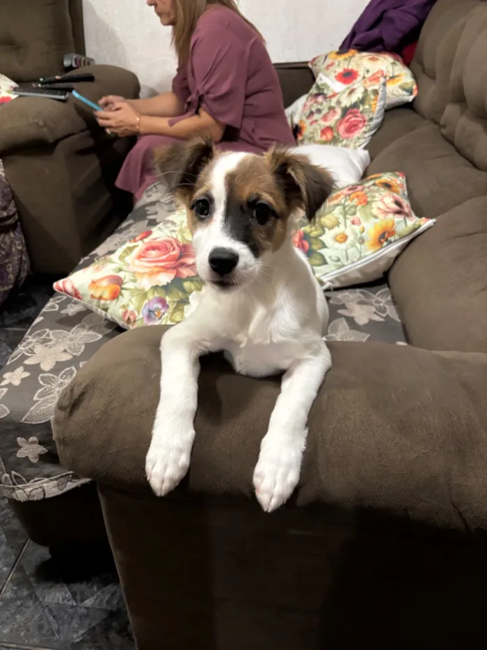 Cachorro raça SRD-ViraLata idade 2 a 6 meses nome Banks 