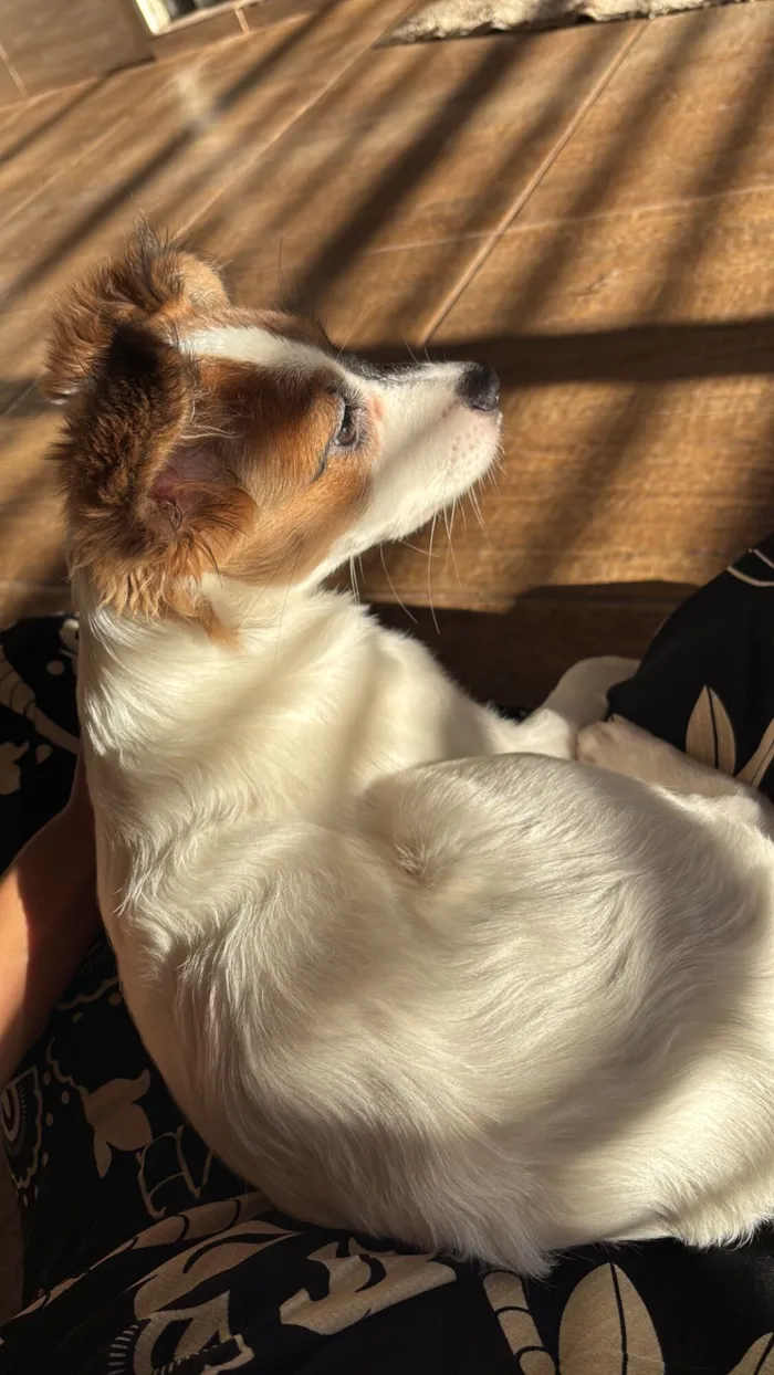 Cachorro raça SRD-ViraLata idade 2 a 6 meses nome Banks 