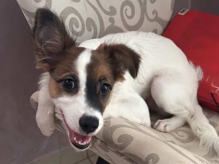 Cachorro raça SRD-ViraLata idade 2 a 6 meses nome Banks 