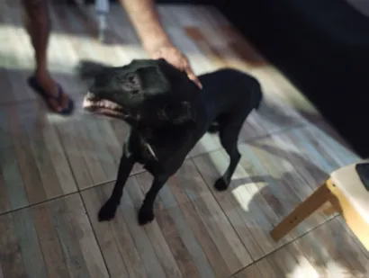 Cachorro raça SRD-ViraLata idade 7 a 11 meses nome Bily 