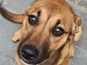 Cachorro raça SRD-ViraLata idade 4 anos nome cacau 