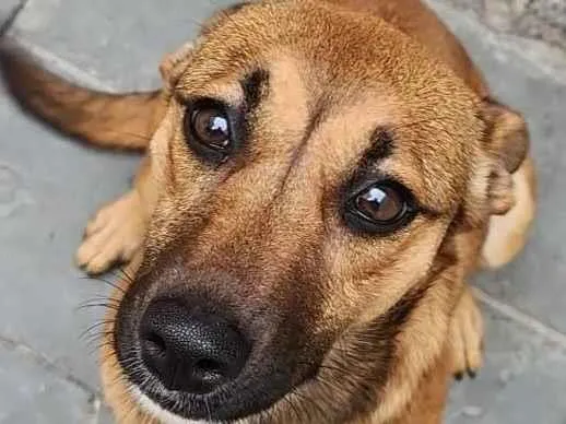 Cachorro raça SRD-ViraLata idade 4 anos nome cacau 