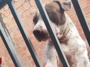 Cachorro raça Pit-Bull idade 1 ano nome Fabio Costa pantoja 