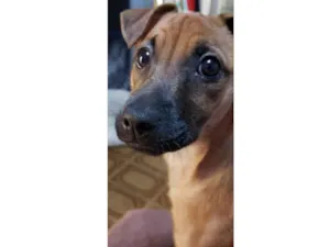 Cachorro raça SRD-ViraLata idade 5 anos nome Paçoca 