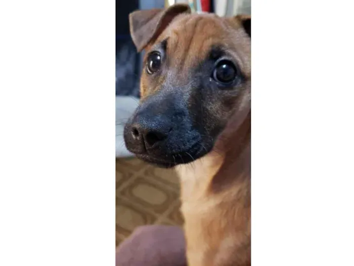 Cachorro raça SRD-ViraLata idade 5 anos nome Paçoca 