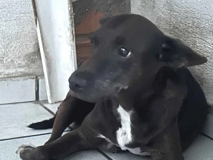 Cachorro raça SRD-ViraLata idade 6 ou mais anos nome PRETINHA 
