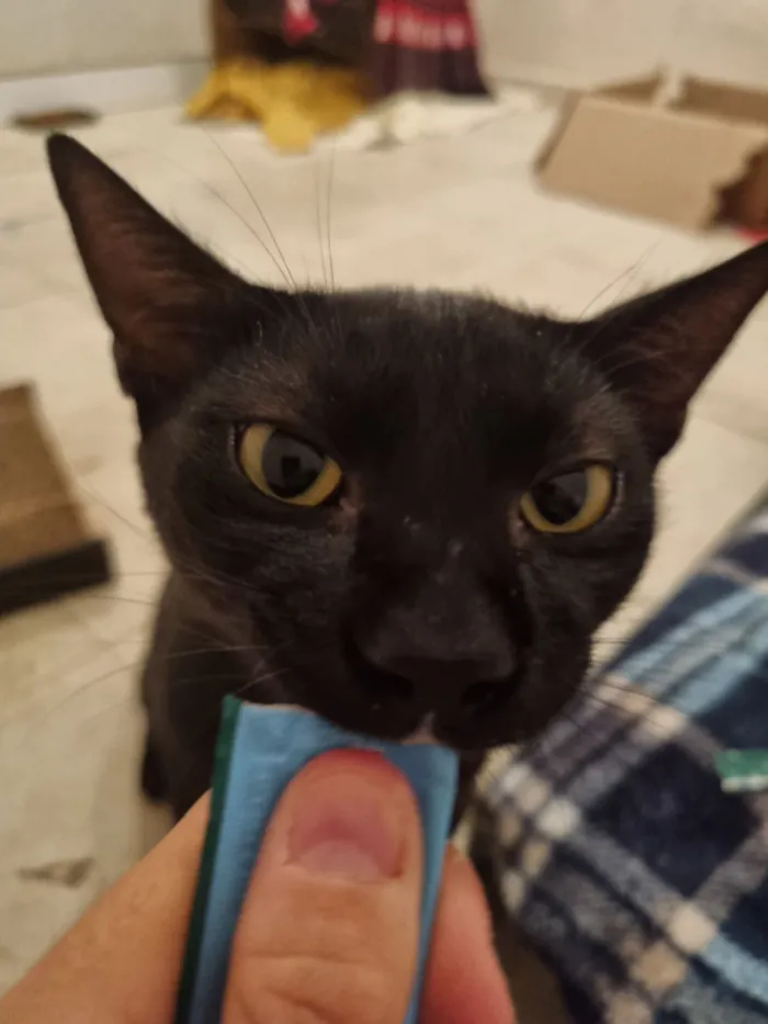 Gato raça SRD-ViraLata idade 7 a 11 meses nome Caju