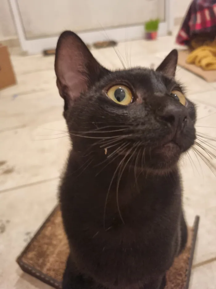 Gato raça SRD-ViraLata idade 7 a 11 meses nome Caju