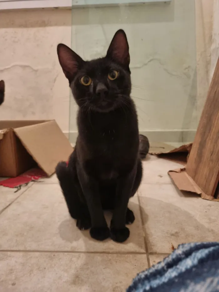 Gato raça SRD-ViraLata idade 7 a 11 meses nome Caju