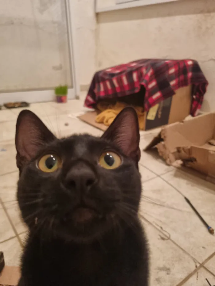 Gato raça SRD-ViraLata idade 7 a 11 meses nome Caju