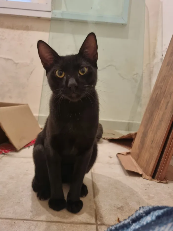 Gato raça SRD-ViraLata idade 7 a 11 meses nome Caju