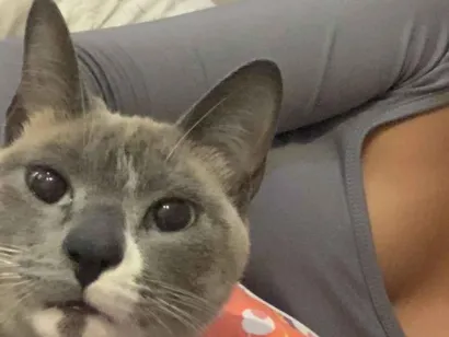 Gato raça SRD-ViraLata idade 3 anos nome Winter