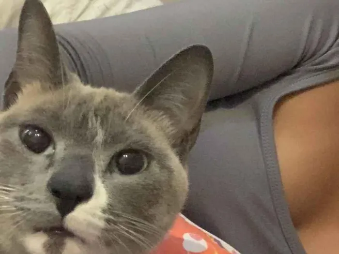 Gato raça SRD-ViraLata idade 3 anos nome Winter
