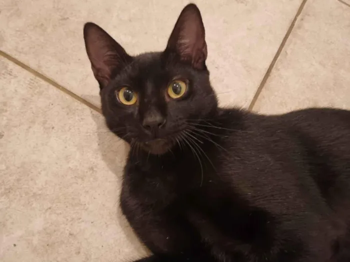 Gato raça SRD-ViraLata idade 7 a 11 meses nome Caju