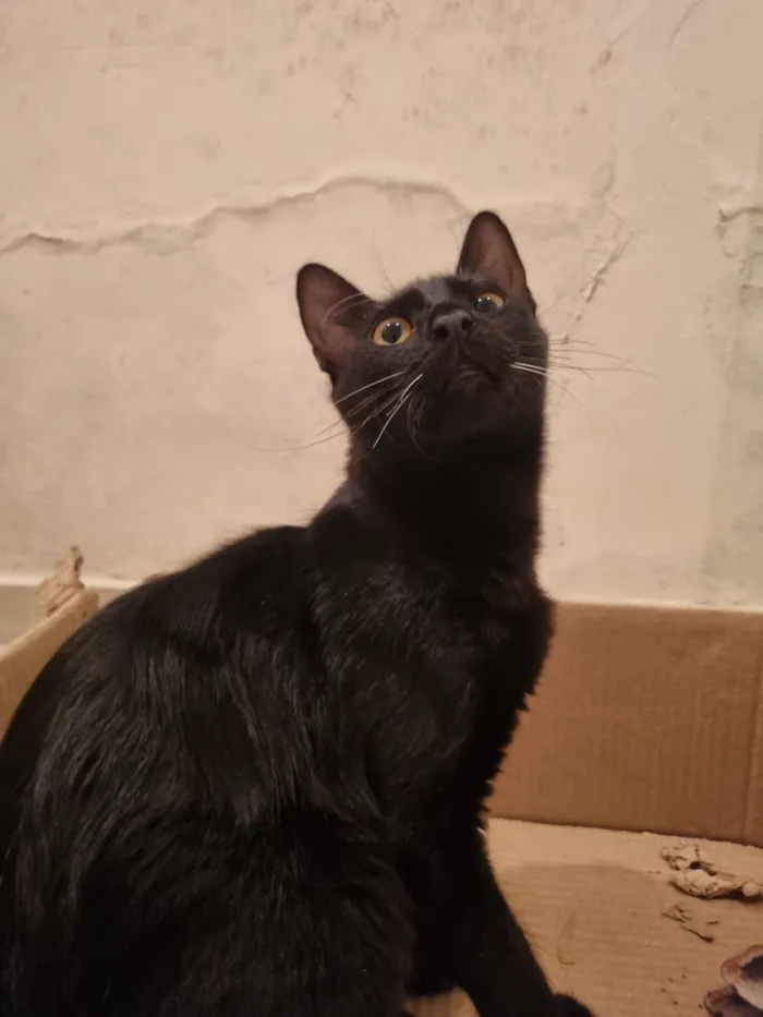 Gato raça SRD-ViraLata idade 7 a 11 meses nome Abacate