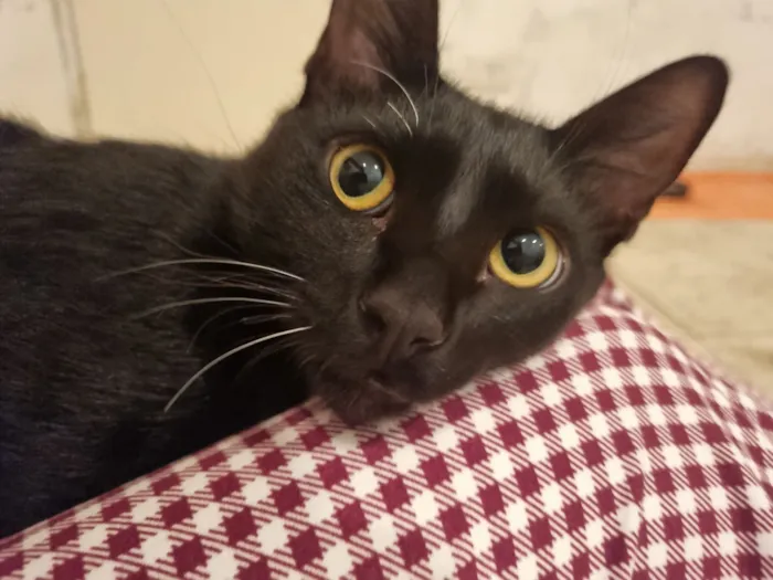 Gato raça SRD-ViraLata idade 7 a 11 meses nome Abacate