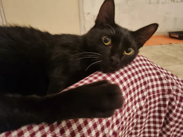 Gato raça SRD-ViraLata idade 7 a 11 meses nome Abacate